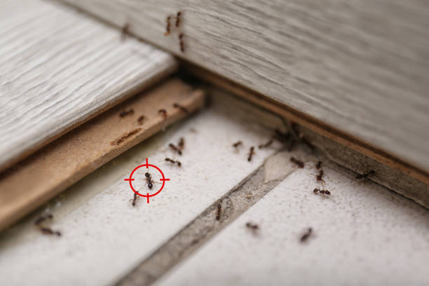 Best Pest Removal Services  in Elgin, OK